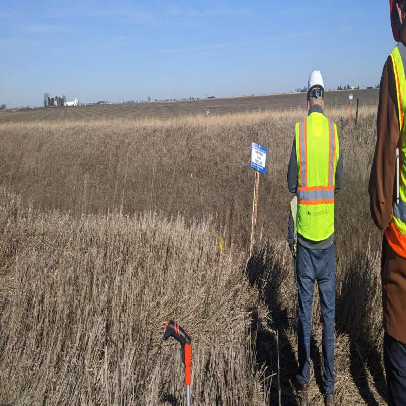 P Mahomet in Weld Cut